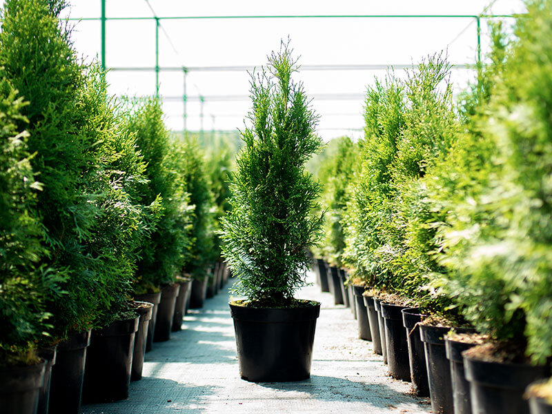Mediterráneo Garden Center setos