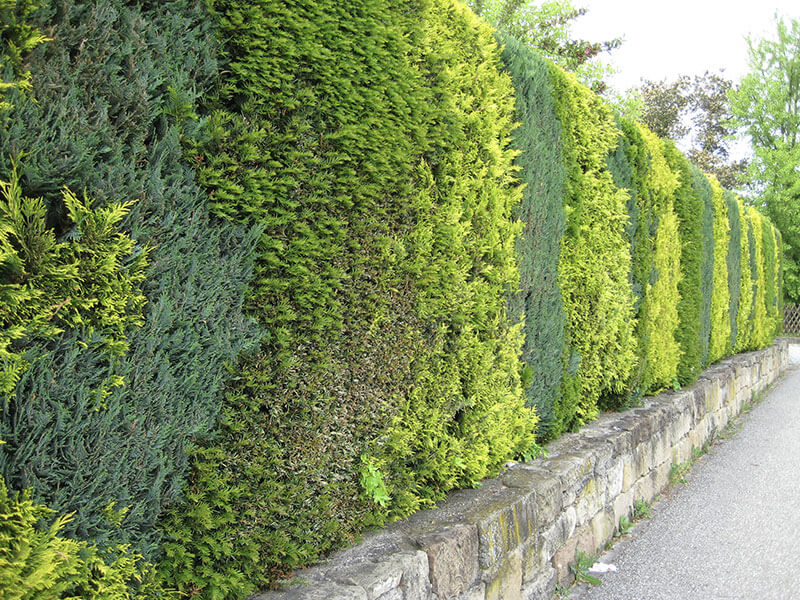 Mediterráneo Garden Center setos