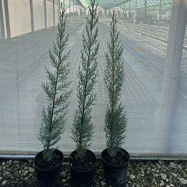 Cupressus Semprevirens cipres (14cm) 3