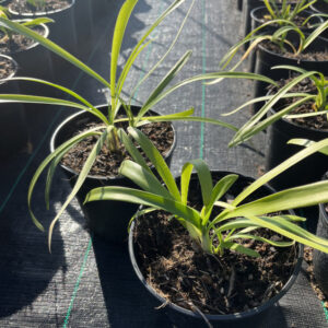 Agapanthus-Africanus (cm14)