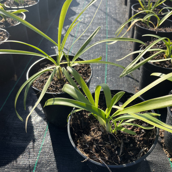 Agapanthus-Africanus (cm14)