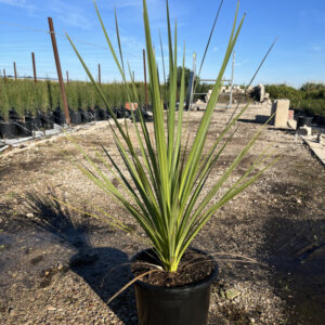 Cordyline-Indivisa-(25cm)