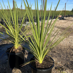 Cordyline-Indivisa (25cm) macetas