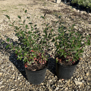 Cotoneaster-Lacteus (14cm)