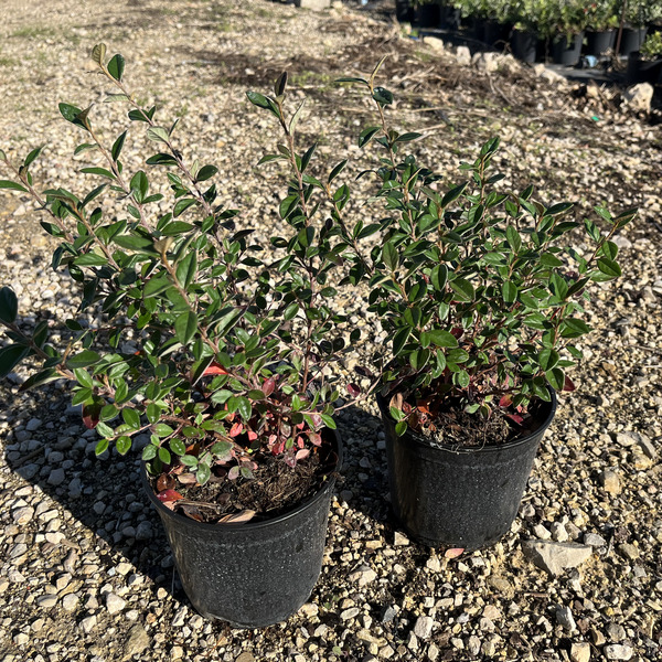 Cotoneaster Lacteus (14cm) dos macetas