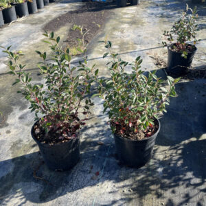 Cotoneaster Lacteus (14cm) macetas