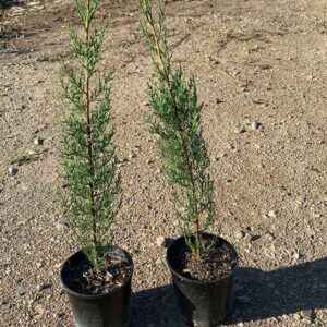 Cupressus Semprevirens cipres (14cm) 1