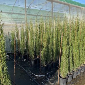 Cupressus Semprevirens cipres (25cm) 6