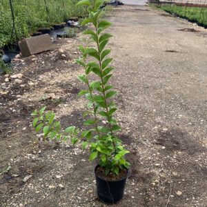 Ligustrum Japonica (14m) 1