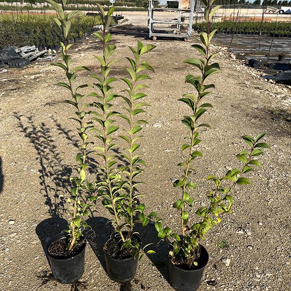 Ligustrum Japonica (14m) 2
