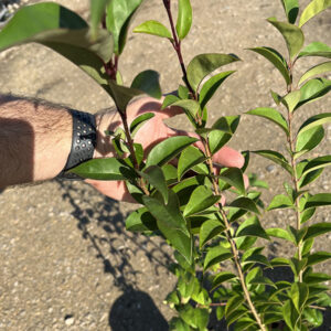 Ligustrum Japonica (14m) 3