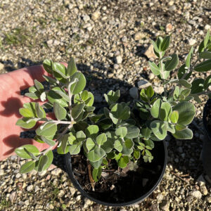 Metrosidero Excelsa (14cm) 2