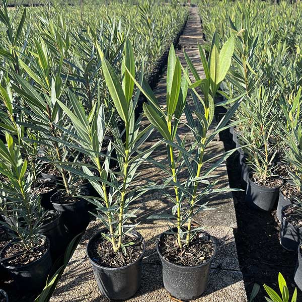 Nerium Oleander adelfa (14cm) 1