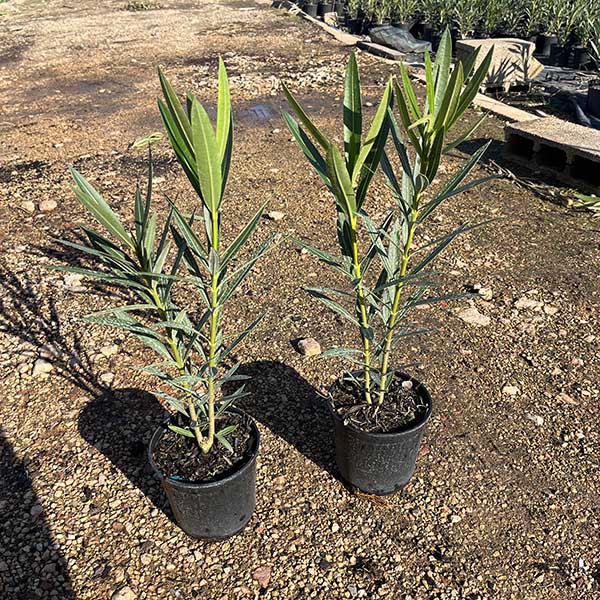 Nerium Oleander adelfa (14cm) 2