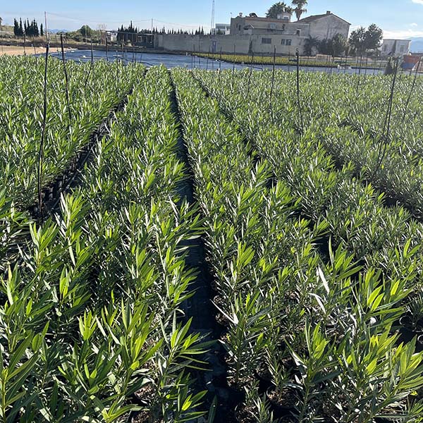 Nerium Oleander adelfa (14cm) 3