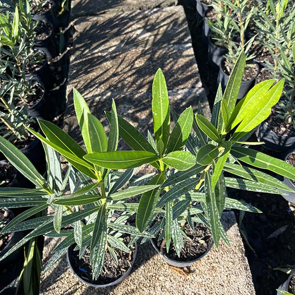 Nerium Oleander adelfa (14cm) 4