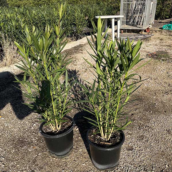 Nerium Oleander adelfa (25cm) 2