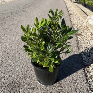 Pitosporum (20cm) 2
