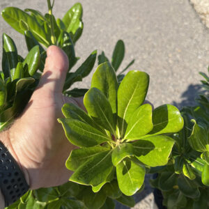 Pitosporum (20cm) 3