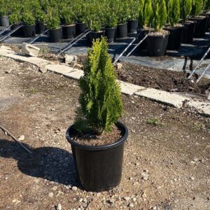Teucrium Fruticans (14cm) 1