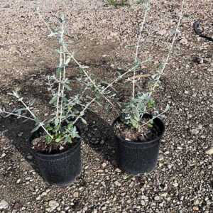 Teucrium Fruticans (14cm) 1