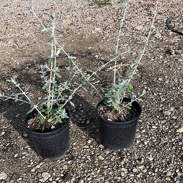Teucrium Fruticans (14cm) 1