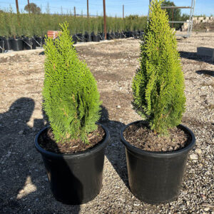 Teucrium Fruticans (14cm) 2