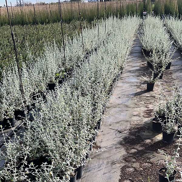 Teucrium Fruticans (14cm) 2