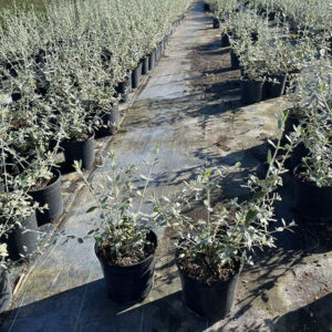 Teucrium Fruticans (14cm) 3