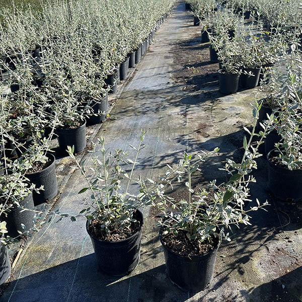 Teucrium Fruticans (14cm) 3