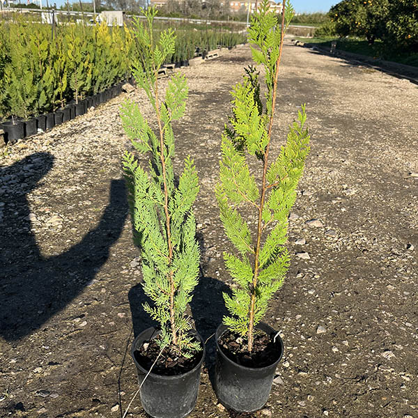 Thuja Orientalis (14cm) 1