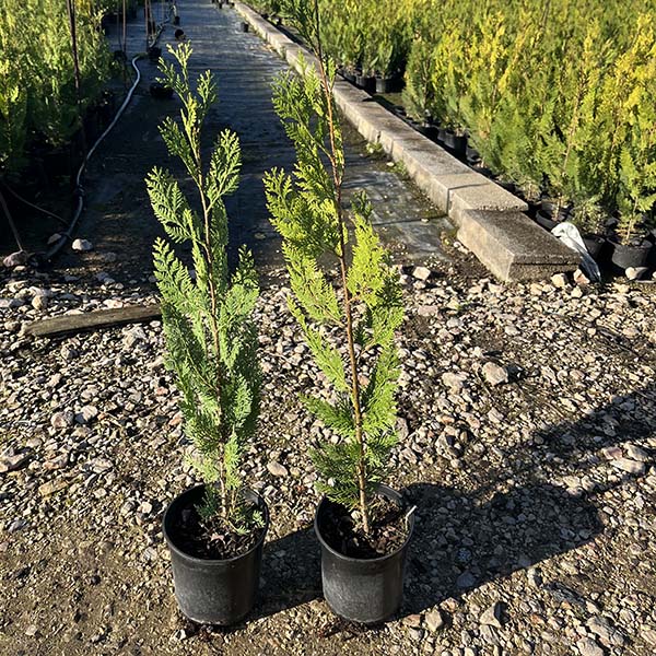 Thuja Orientalis (14cm) 2