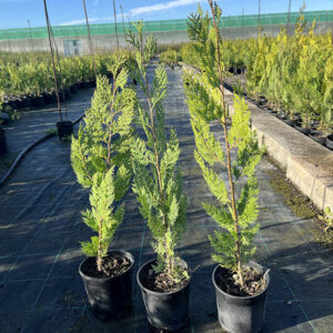 Thuja Orientalis (14cm) 3
