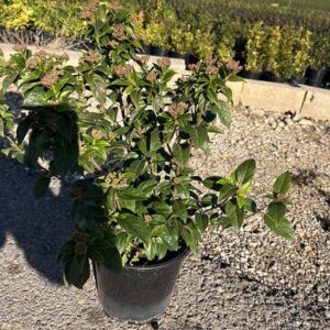 Vivurnum Tinus (20cm) 1